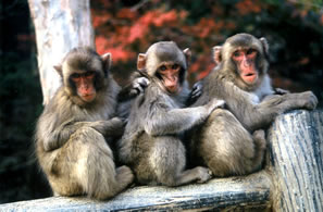 国立公園 高崎山自然動物園