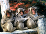 국립공원 다카사키 산 자연동물원