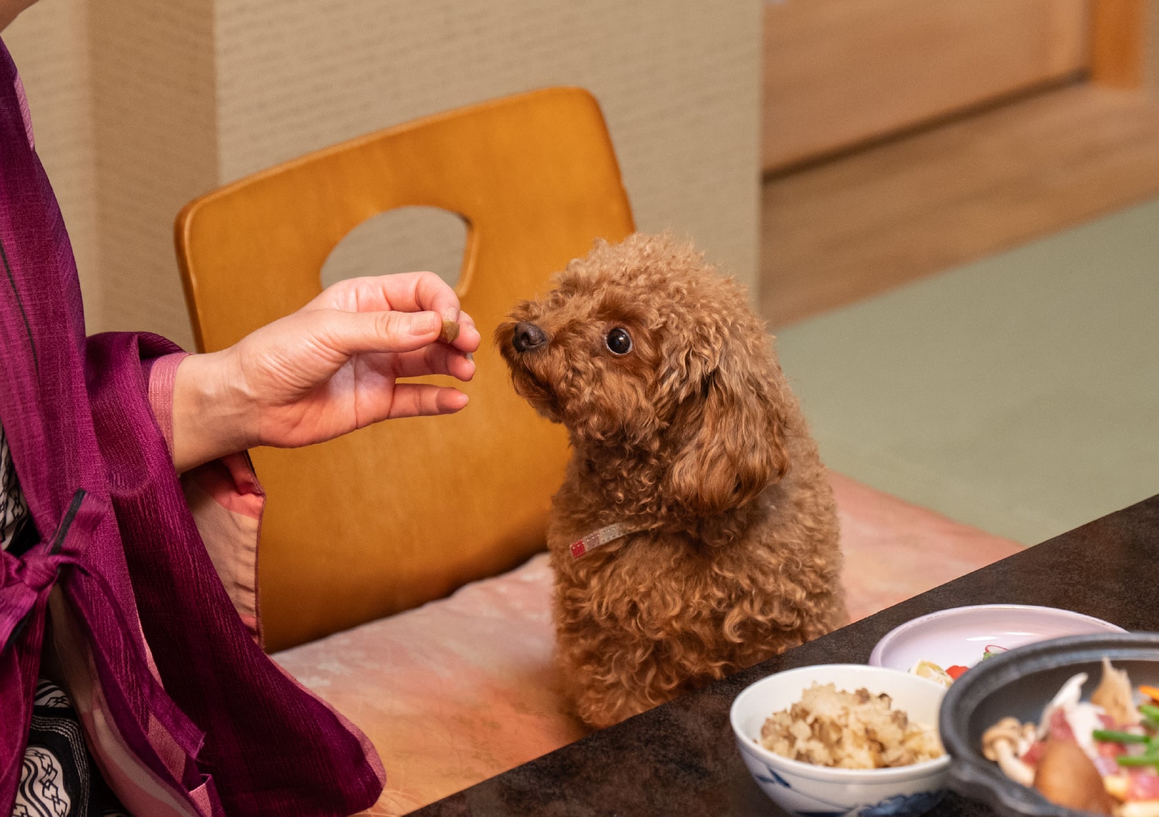 ワンちゃんとお部屋でお食事
