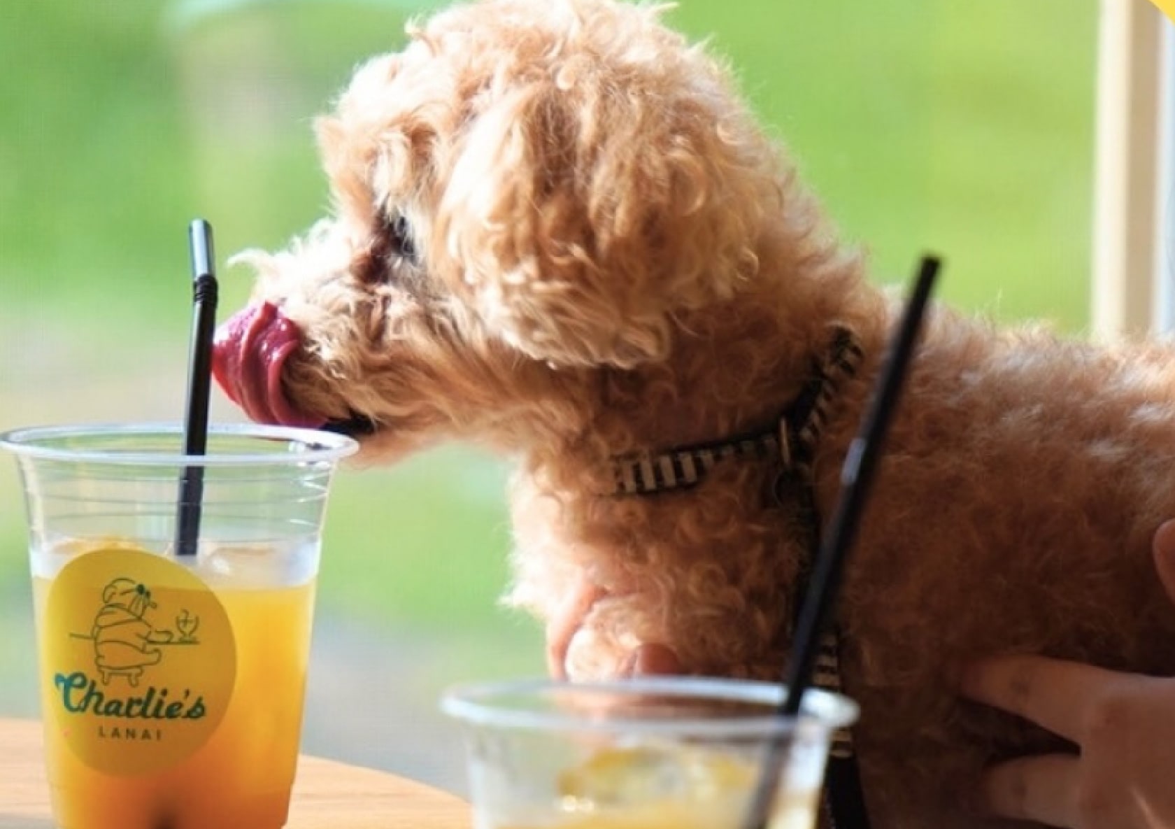 Charlie's Lanai(チャーリーズ ラナイ)