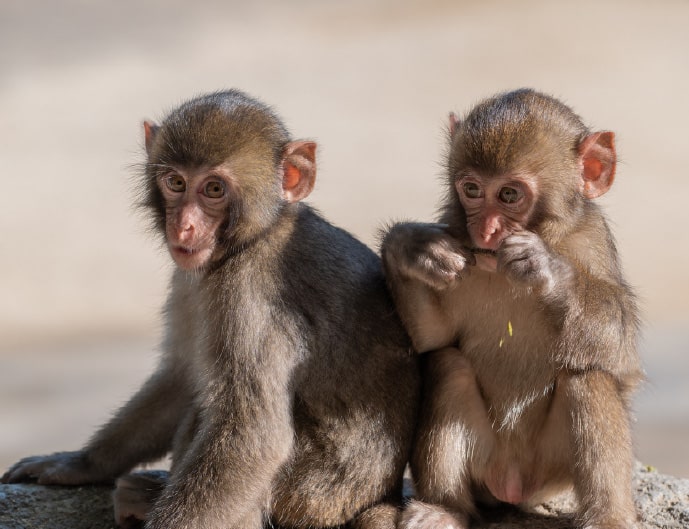 高崎山自然動物園