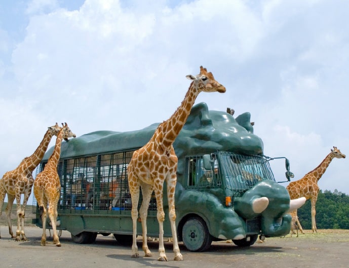 アフリカンサファリ