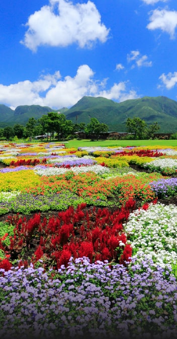 くじゅう花公園