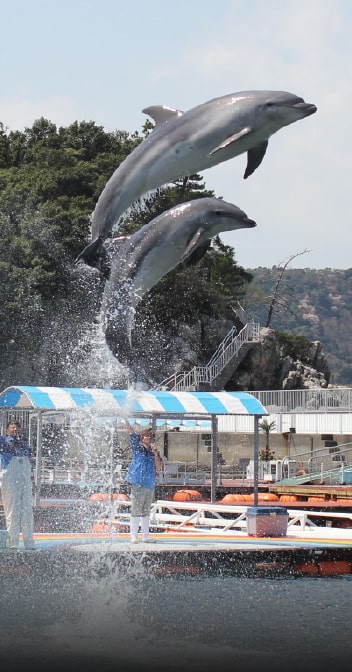つくみイルカ島