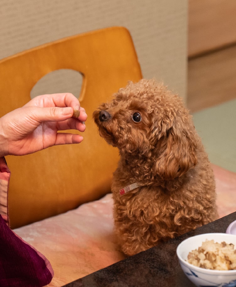 ワンちゃんと一緒にお部屋でお食事